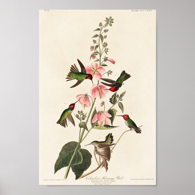 Vintage illustration av hummingbird poster (Framsidan)