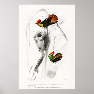 Vintage illustration av hummingbird poster