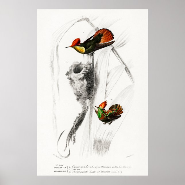 Vintage illustration av hummingbird poster (Framsidan)