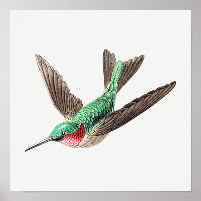 Vintage illustration av hummingbird poster (Framsidan)