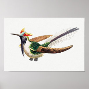 Vintage illustration av hummingbird poster