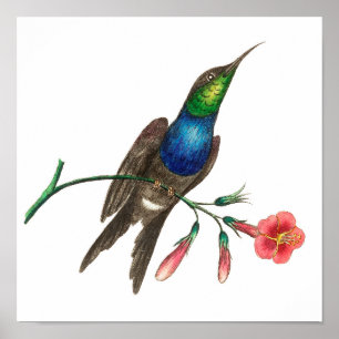 Vintage illustration av hummingbird poster