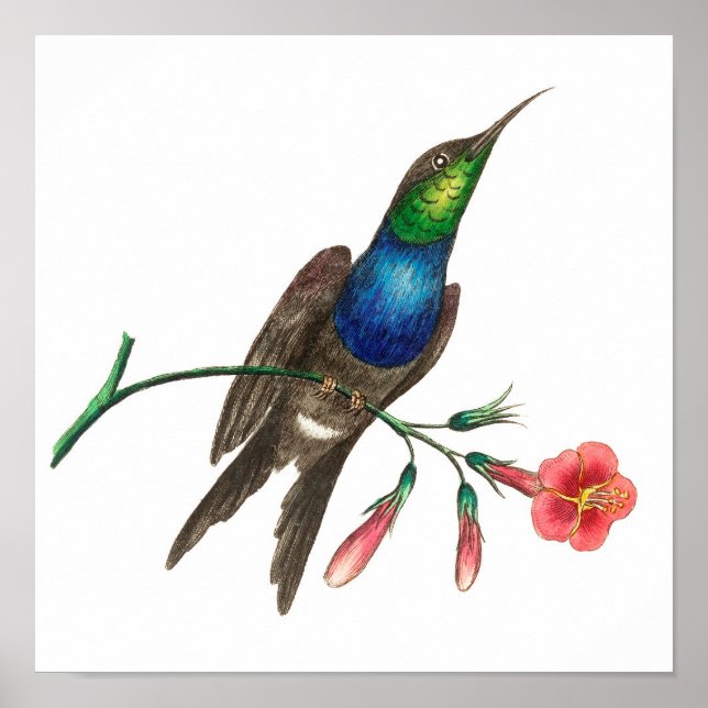 Vintage illustration av hummingbird poster (Framsidan)