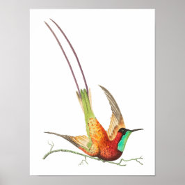 Vintage illustration av hummingbird poster
