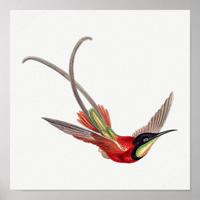 Vintage illustration av hummingbird poster (Framsidan)