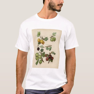 Vintage illustration av krusbär t shirt