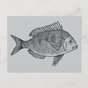 Vintage illustration av marin konst vykort