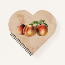 Vintage Illustration av persikor