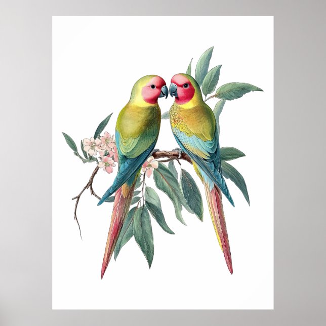Vintage illustration av prinsesspapegojor poster (Framsidan)