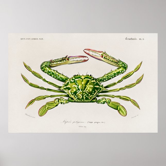 Vintage Illustration av skaldjur Poster (Framsidan)
