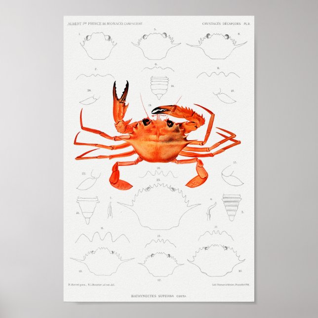 Vintage Illustration av skaldjur Poster (Framsidan)