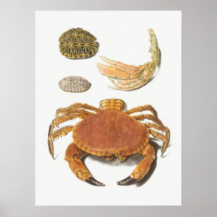 Vintage Illustration av skaldjur Poster