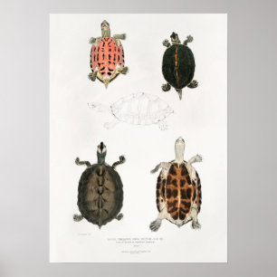 Vintage Illustration av sköldpaddor/sköldpaddor Poster
