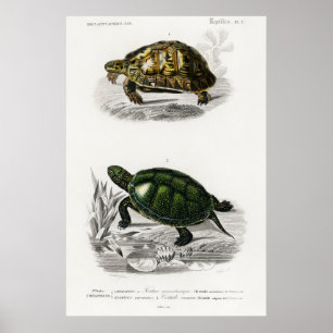 Vintage Illustration av sköldpaddor/sköldpaddor Poster