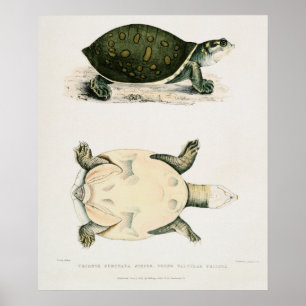 Vintage Illustration av sköldpaddor/sköldpaddor Poster