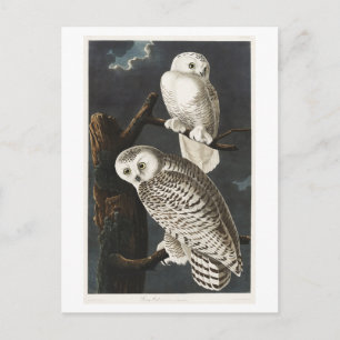 Vintage illustration av snöuggla av Audubon Vykort