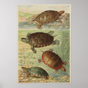 Vintage Illustration av Tortoises Poster