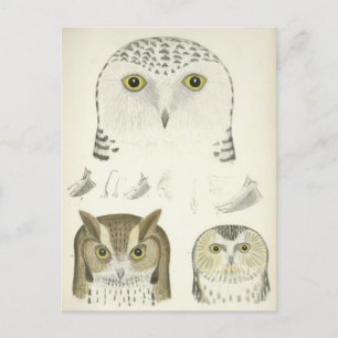 Vintage illustration av tre Uggla Vykort