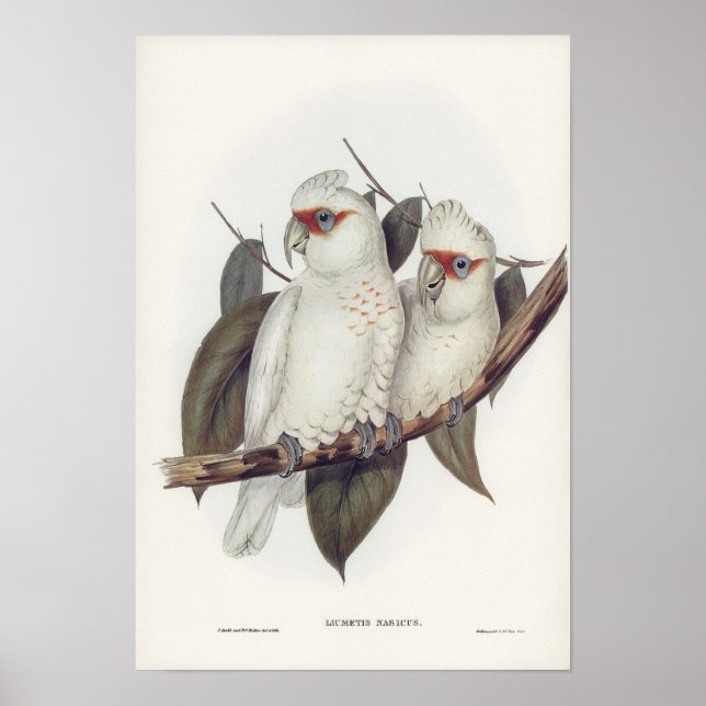 Vintage illustration av vit cockatoo-fågelvägg poster (Framsidan)