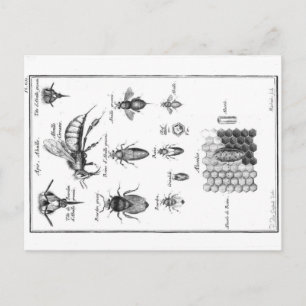 Vintage Illustration - Bin & Honeycomb Vykort