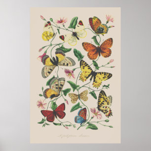 Vintage illustration Butterflies wall art Poster