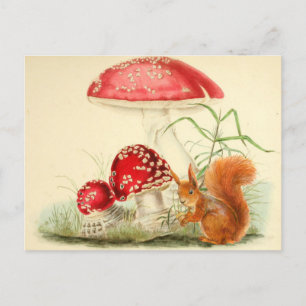 Vintage - Illustration - ekorre, svampar Vykort