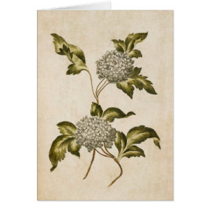 Vintage Illustration från Botaniska Blommigten Gue Hälsningskort