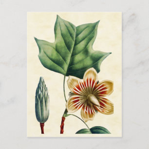 Vintage Illustration från Botaniska Poplar Tulip T Vykort