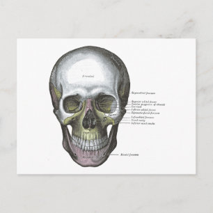 Vintage Illustration-Gråttets Anatomiskal Vykort