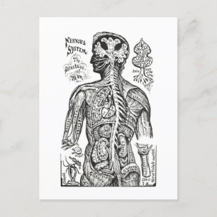 Vintage Illustration: Human Anatomy Diagram Vykort
