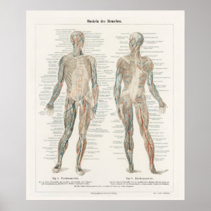 Vintage Illustration Human System Poster
