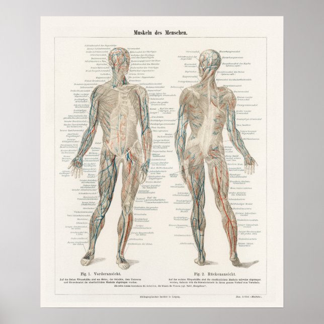 Vintage Illustration Human System Poster (Framsidan)