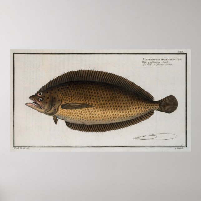 Vintage Illustration of a Flounder (1785) 2 Poster (Framsidan)