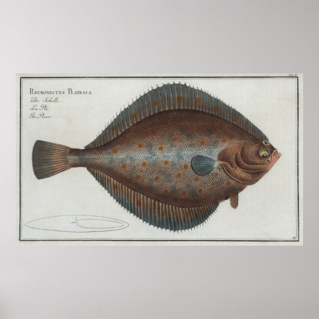 Vintage Illustration of a Flounder Fish (1785) Poster (Framsidan)