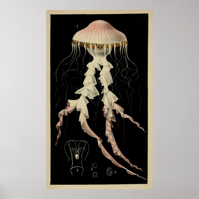 Vintage Illustration of a Jellyfish (1853) Poster (Framsidan)