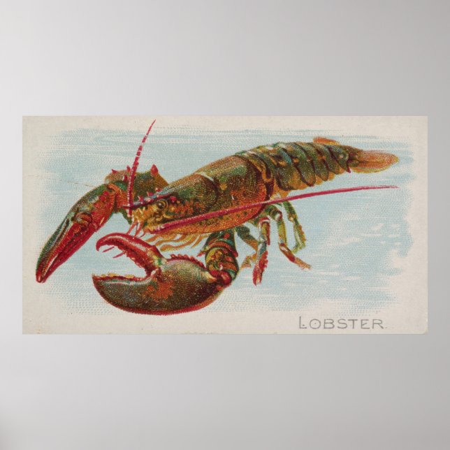 Vintage Illustration of a Lobster (1889) Poster (Framsidan)