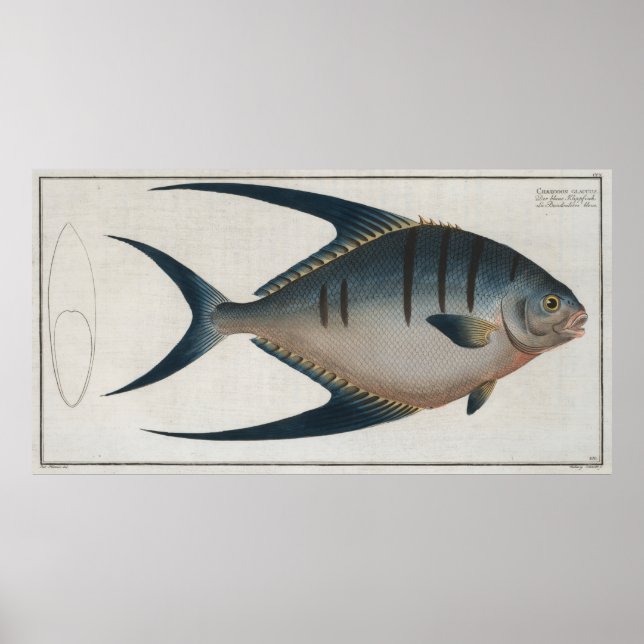 Vintage Illustration of a Palometa Fish (1785) Poster (Framsidan)