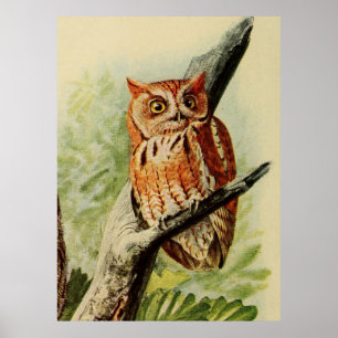Vintage Illustration of an Uggla (1912) Poster