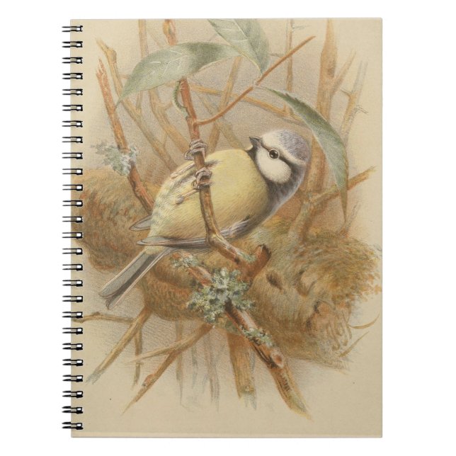 Vintage Illustration of Bluetit Anteckningsbok (Framsidan)
