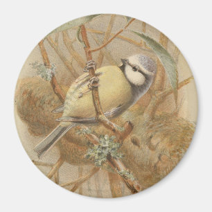 Vintage Illustration of Bluetit Magnet