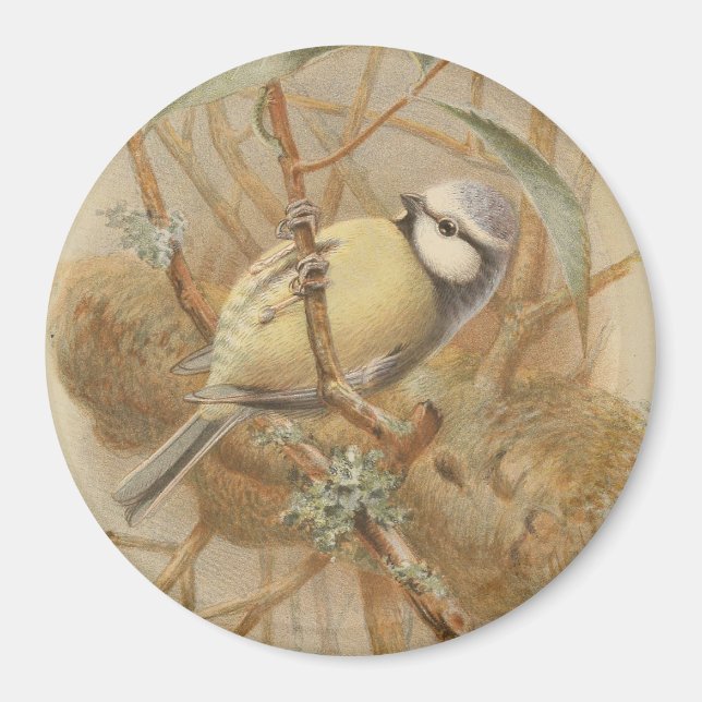Vintage Illustration of Bluetit Magnet (Framsidan)