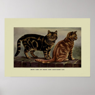Vintage Illustration of Cats Poster