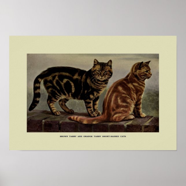 Vintage Illustration of Cats Poster (Framsidan)
