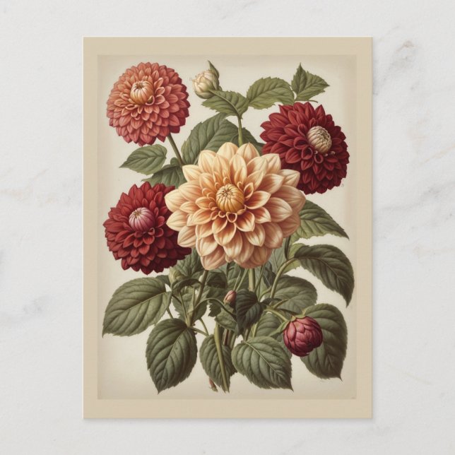 Vintage Illustration of Dahlias  Vykort (Framsida)