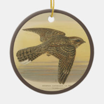 Vintage Illustration of European nightjar