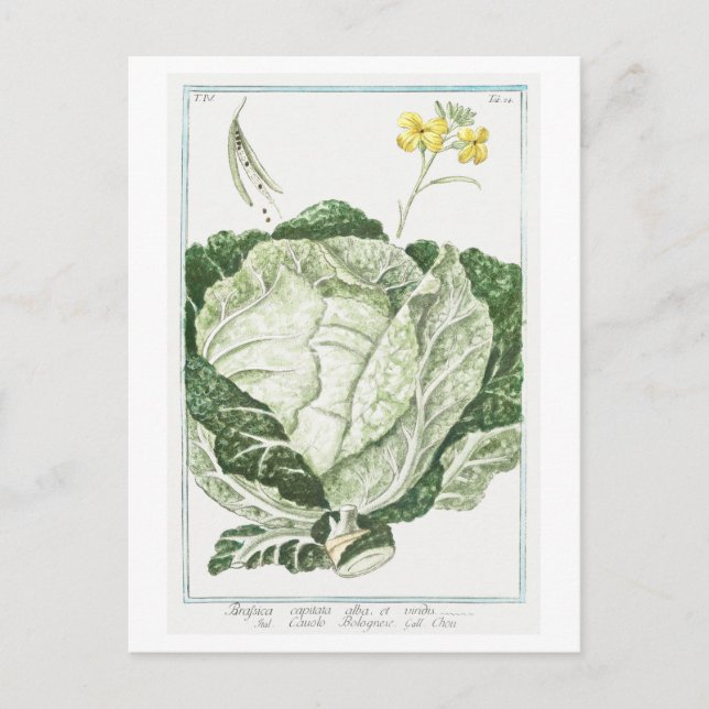 Vintage Illustration of Grönt Cabbage Vykort (Framsida)
