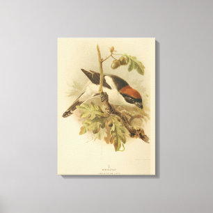 Vintage Illustration of Woodchat Shrike Canvastryck