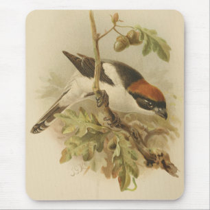 Vintage Illustration of Woodchat Shrike Musmatta