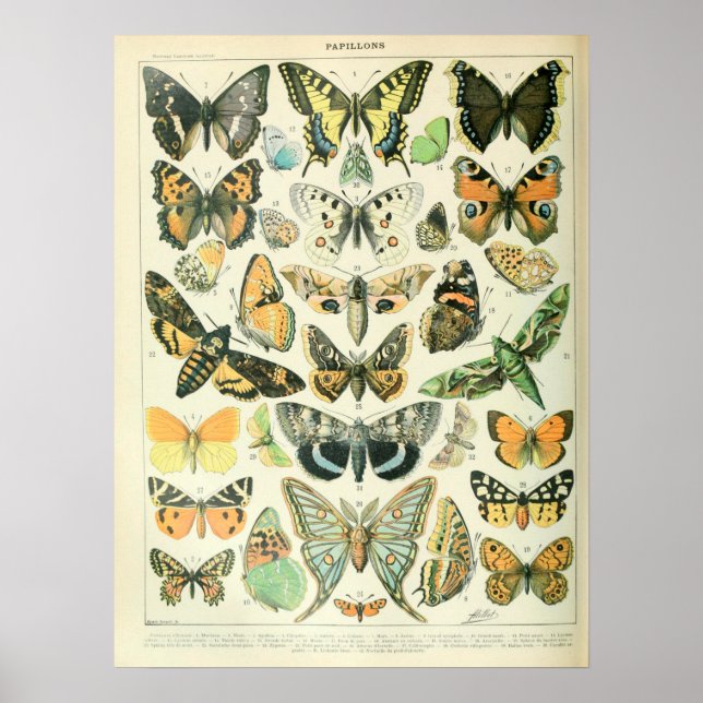 Vintage Illustrations Butterflies Poster (Framsidan)
