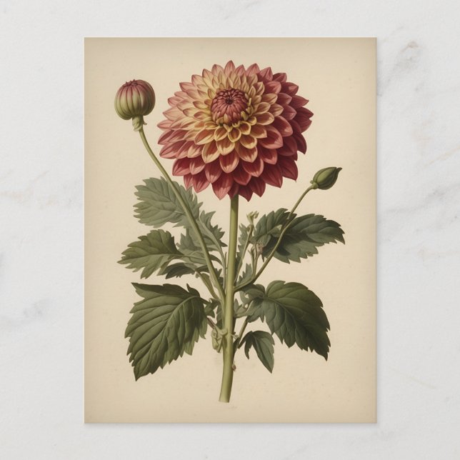 Vintage Ilustration of a Dahlia  Vykort (Framsida)